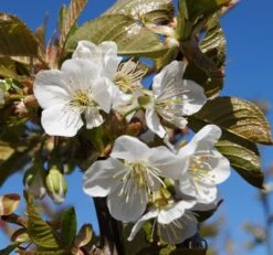 Große Schwarze Knorpelkirsche Prunus Avium `Große Schwarze Knorpelkirsche´ -Pflanzen Verkäufe Grosse Schwarze Bl te
