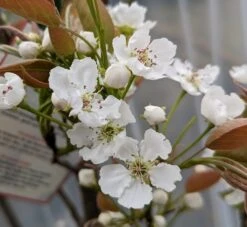 Nashi Hakko Pyrus Pyrifolia `Hakko´ 10 Nashi Hakko Pyrus Pyrifolia `Hakko´ -Pflanzen Verkäufe Hakko Bl te