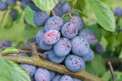 Hanita ® Prunus Domestica `Hanita -Pflanzen Verkäufe Hanita3