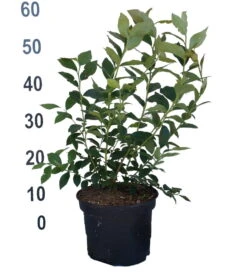 Heidelbeere - Reka Vaccinum Corymbosum `Reka´ 8 Heidelbeere - Reka Vaccinum Corymbosum `Reka´ -Pflanzen Verkäufe Heidelbeere reka 2