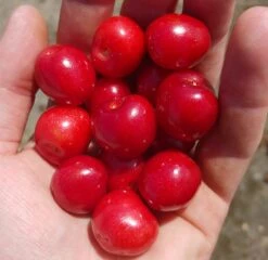 Säulenkirsche `Helene ®´ (zweijährig) 160-180cm Prunus Avium `Helene´