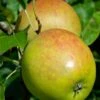Holsteiner Cox Malus Domestica -Pflanzen Verkäufe Holsteiner Cox