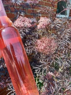 Holunder Black Lace ® Sambucus Nigra `Black Lace´ -Pflanzen Verkäufe Holunderbl ten Likor rosa