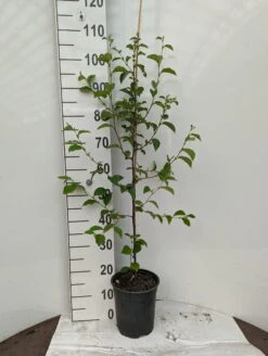 Chinesische Quitte / Holzquitte Pseudocydonia Sinensis -Pflanzen Verkäufe Holzquitte