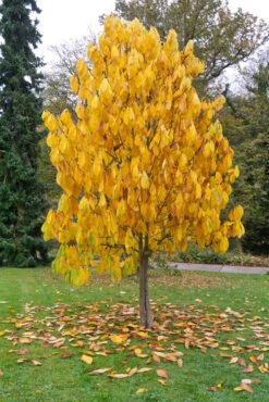 Veredelte Indianerbanane (Paw Paw) `Prima 1216´ Asimina Triloba `Prima 1216´ -Pflanzen Verkäufe Indianerbanane BaummHuI31ooy7GZn