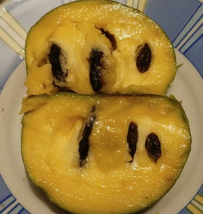 Veredelte Indianerbanane (Paw Paw) `Susquehanna ®´ Asimina Triloba `Susquehanna´ 4 Veredelte Indianerbanane (Paw Paw) `Susquehanna ®´ Asimina Triloba `Susquehanna´ - Image 2