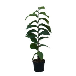 Indianerbanane (Paw Paw) Asimina Triloba -Pflanzen Verkäufe Indianerbanane weiss