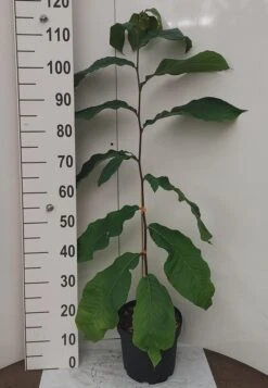 Veredelte Indianerbanane `NC1´ Asimina Triloba `NC1´ -Pflanzen Verkäufe Indianerbanane weissUURtI4poHnJw6