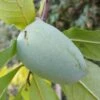 Veredelte Indianerbanane `Allegheny´® Peterson Pawpaws® Asimina Triloba `Allegheny´ -Pflanzen Verkäufe Indianerbanane1