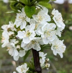 Säulensauerkirsche `Jachim´ Prunus Cerasus `Jachim´ -Pflanzen Verkäufe Jachim Bl te