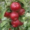 Säulenapfel Jarle ® Malus Domestica -Pflanzen Verkäufe Jarle