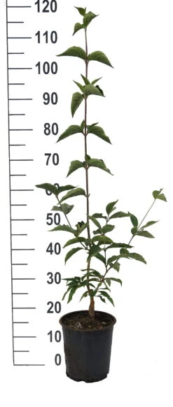 Großfrüchtige Kornelkirsche `Jolico´ Cornus Mas `Jolico´ -Pflanzen Verkäufe Jolico Kornelkirsche weiss