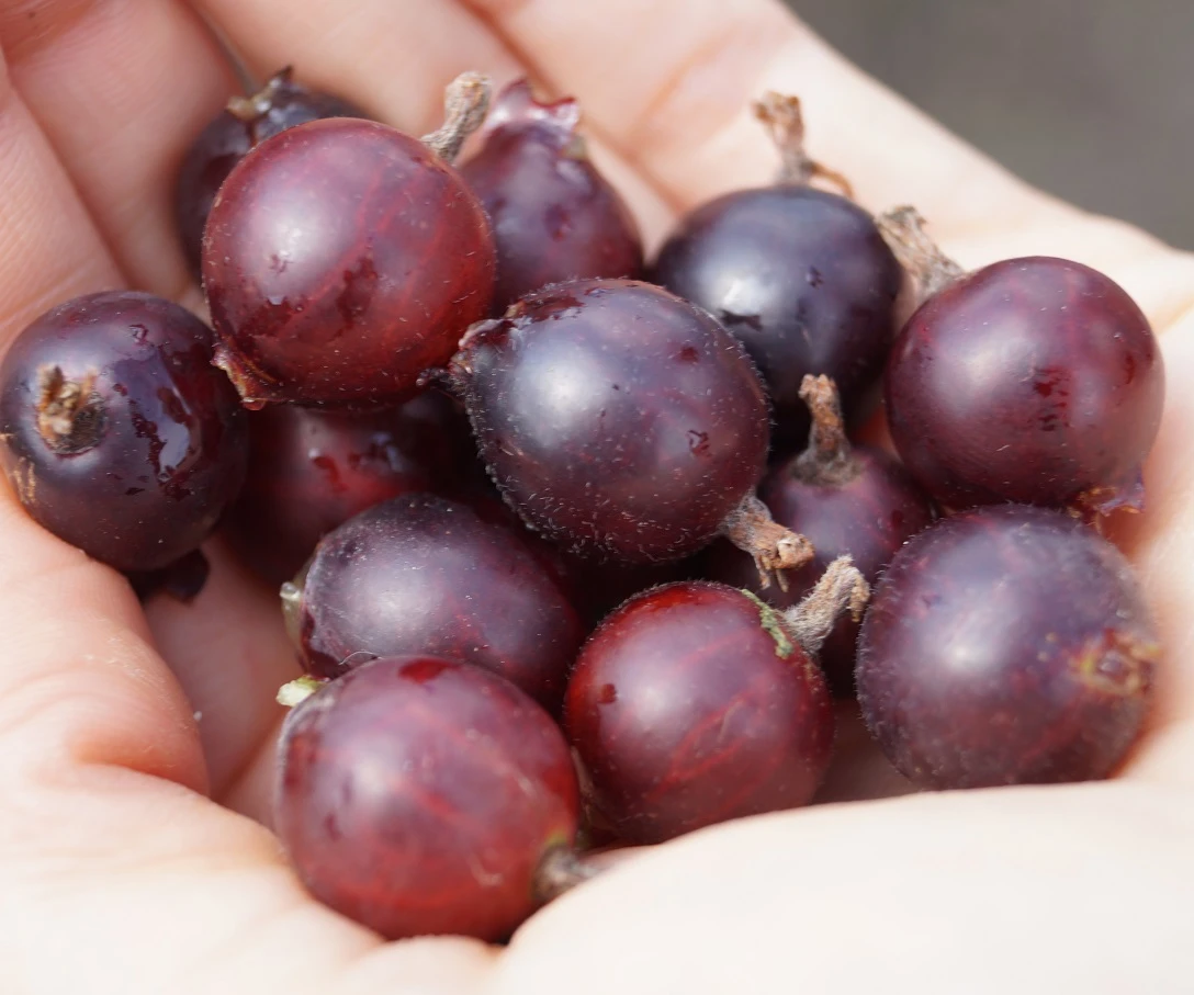 Jochelbeere Ribes X Nidrigolaria 4 Jochelbeere Ribes X Nidrigolaria - Image 2