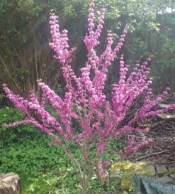 Judasbaum Cercis Siliquastrum -Pflanzen Verkäufe Judasbaum