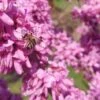 Judasbaum Cercis Siliquastrum -Pflanzen Verkäufe Judasbaum mit biene