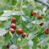 Jujube / Chinesische Dattel / Brustbeere `Li´ Ziziphus Jujuba 2 Jujube / Chinesische Dattel / Brustbeere `Li´ Ziziphus Jujuba -Pflanzen Verkäufe Jujube erweiterte Lizenz