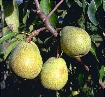Köstliche Von Charneu Pyrus Communis `Köstliche Von Charneu´ 3 Köstliche Von Charneu Pyrus Communis `Köstliche Von Charneu´