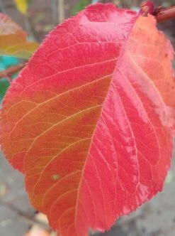 Zierkirsche `Kanzan´ Prunus Serrulata `Kanzan´ 8 Zierkirsche `Kanzan´ Prunus Serrulata `Kanzan´ -Pflanzen Verkäufe Kanzan herbstf rbung