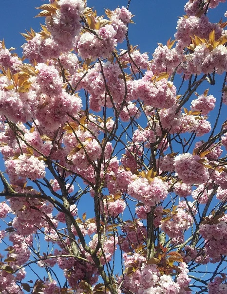 Zierkirsche `Kanzan´ Prunus Serrulata `Kanzan´ 3 Zierkirsche `Kanzan´ Prunus Serrulata `Kanzan´ - Image 2