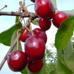 Karneol Ⓢ Prunus Cerasus `Karneol´