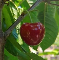 Säulensauerkirsche `Jachim´ Prunus Cerasus `Jachim´ -Pflanzen Verkäufe KirscheqrHhSGMlGgmAy