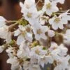 Zwerg-Zierkirsche `Kojou-no-mai´ Prunus Incisa `Kojou-no-mai´ 2 Zwerg-Zierkirsche `Kojou-no-mai´ Prunus Incisa `Kojou-no-mai´ -Pflanzen Verkäufe Kojou no mai