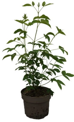 Kolchische Pimpernuss Staphylea Colchica -Pflanzen Verkäufe Kolchische Pimpernuss