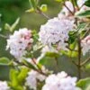 Koreanischer Duft-Schneeball Viburnum Carlesii -Pflanzen Verkäufe Korea Schneeball