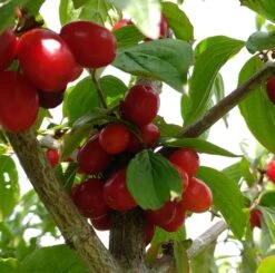 Großfrüchtige Kornelkirsche `Jolico´ Cornus Mas `Jolico´ -Pflanzen Verkäufe Kornelkirsche jolico