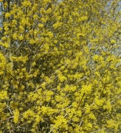 Großfrüchtige Kornelkirsche `Schönbrunner Gourmet Dirndl´ Cornus Mas `Schönbrunner Gourmetdirndl´ 9 Großfrüchtige Kornelkirsche `Schönbrunner Gourmet Dirndl´ Cornus Mas `Schönbrunner Gourmetdirndl´ -Pflanzen Verkäufe Kornelkirschen