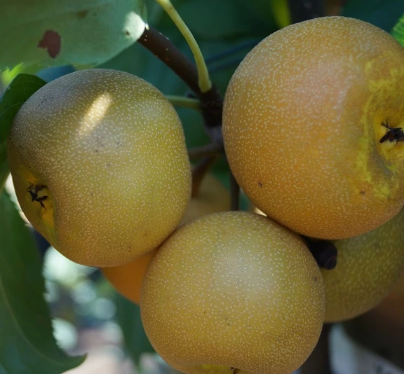 Nashi Hakko Pyrus Pyrifolia `Hakko´ 4 Nashi Hakko Pyrus Pyrifolia `Hakko´ - Image 2