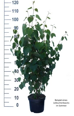 Lebkuchenbaum / Katsurabaum Cercidiphyllum Japonicum -Pflanzen Verkäufe Lebkuchenbaum weiss