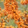 Sanddorn-Set - Männl. Und Weibl. Pflanze Hippophae Rhamnoides -Pflanzen Verkäufe LeikoraJcriljNnxkTgm