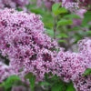 Zwerg-Duft-Flieder `Lillifee´® Syringa Meyeri `Lillifee´ -Pflanzen Verkäufe Lillifee Kordes Jungpflanzen