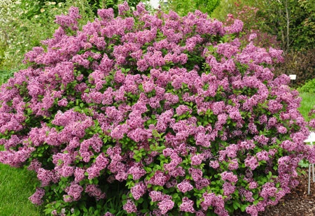 Zwerg-Duft-Flieder `Lillifee´® Syringa Meyeri `Lillifee´ 4 Zwerg-Duft-Flieder `Lillifee´® Syringa Meyeri `Lillifee´ - Image 2