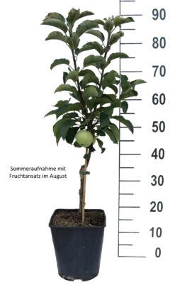 Zwergapfel Maloni® `Lilly´® Malus Domestica `Lilly´ -Pflanzen Verkäufe Lilly weiss