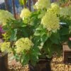 Rispenhortensie `Little Lime®´ Hydrangea Paniculata `Little Lime´ -Pflanzen Verkäufe Limelight Hortensie