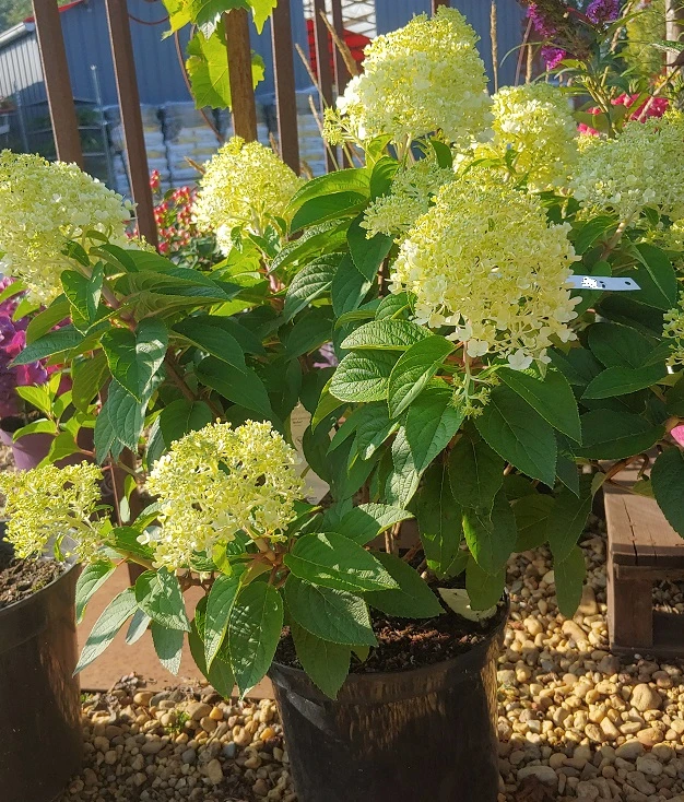 Rispenhortensie `Little Lime®´ Hydrangea Paniculata `Little Lime´ 3 Rispenhortensie `Little Lime®´ Hydrangea Paniculata `Little Lime´