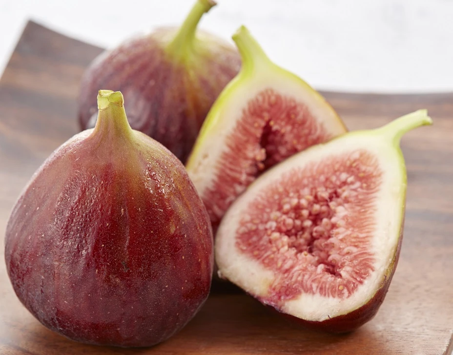 Zwerg-Feige `Little Miss Figgy®´ Ficus Carica `Little Miss Figgy´