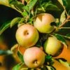 Säulenapfel `Lopini´® Malus Domestica `Lopini´® -Pflanzen Verkäufe Lopini