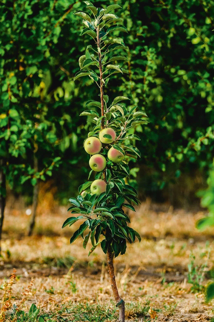 Säulenapfel `Lopini´® Malus Domestica `Lopini´® 4 Säulenapfel `Lopini´® Malus Domestica `Lopini´® - Image 2