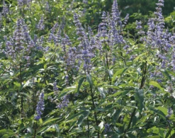 Mönchspfeffer Vitex Agnus Castus -Pflanzen Verkäufe M nchpfeffer 3