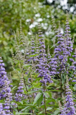 Mönchspfeffer Vitex Agnus Castus -Pflanzen Verkäufe M nchspfeffer
