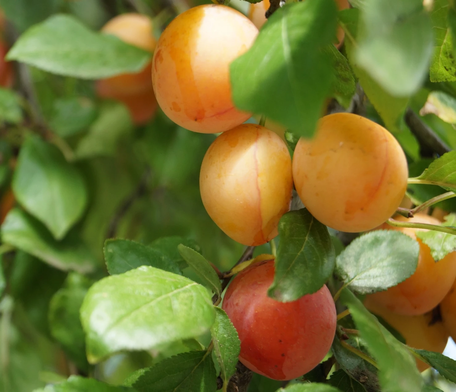 MilankaⓇ Bunte Kirschpflaume Prunus Cerasifera `Milanka´ 3 MilankaⓇ Bunte Kirschpflaume Prunus Cerasifera `Milanka´