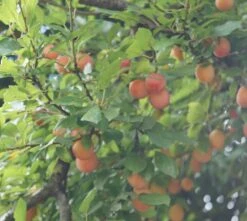 MilankaⓇ Bunte Kirschpflaume Prunus Cerasifera `Milanka´ 7 MilankaⓇ Bunte Kirschpflaume Prunus Cerasifera `Milanka´ -Pflanzen Verkäufe Milanka Frucht