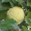 Milchorangenbaum Maclura Pomifera -Pflanzen Verkäufe Milchorange