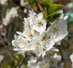 Zwergsauerkirsche Morellini Prunus Cerasus `Morellini´ -Pflanzen Verkäufe Morellini Bl te 1