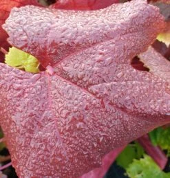 Blauer Muskateller Vitis `Blauer Muskateller´ -Pflanzen Verkäufe Muskateller herbstf rbung