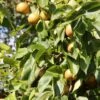 Nashi `Naddel Pear´ (Halbstamm Wurzelnackt) Pyrus Pyrifolia -Pflanzen Verkäufe Naddel Pear1