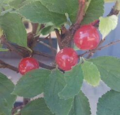 Nankingkirsche `Orient´ Prunus Tomentosa Orient -Pflanzen Verkäufe Nankingkirsche Frucht